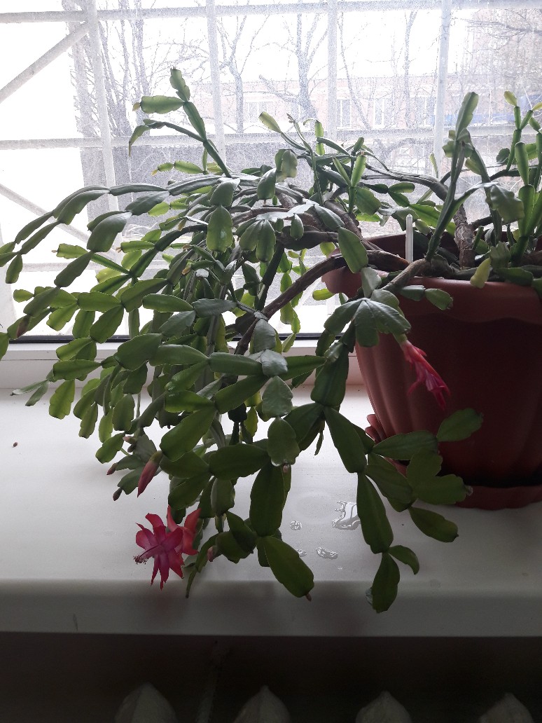 /pic/uploaded/20180324_134525-774x1032.jpg