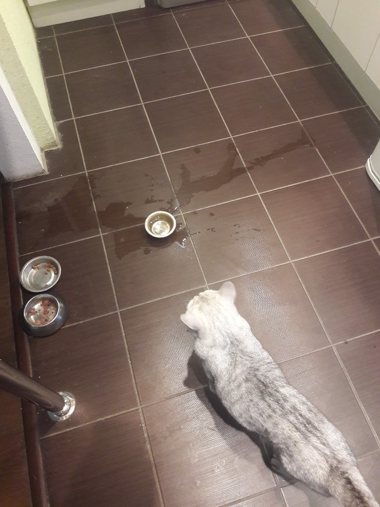 /pic/uploaded/20180609_140415-774x1032.jpg