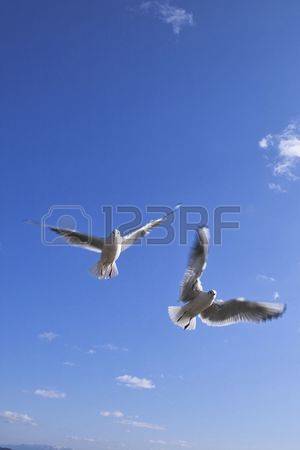 /pic/uploaded/39746854-CHerno-glava-chayka.jpg