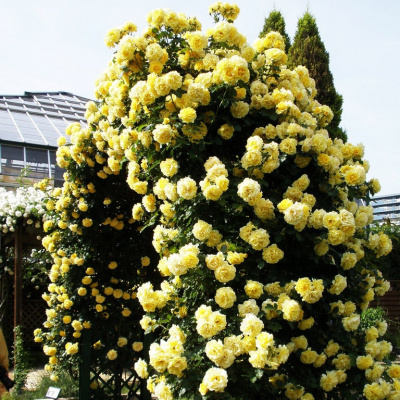 /pic/uploaded/7145fe5c17568be4f5e187e98189423a.jpg
