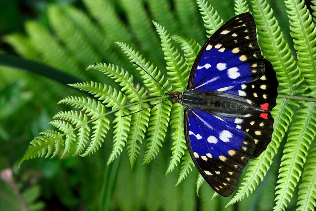 /pic/uploaded/Butterfly-Taiwan-2-1024x683.jpg