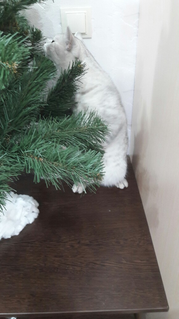 /pic/uploaded/IMG-20161216-WA0005-580x1031.jpeg