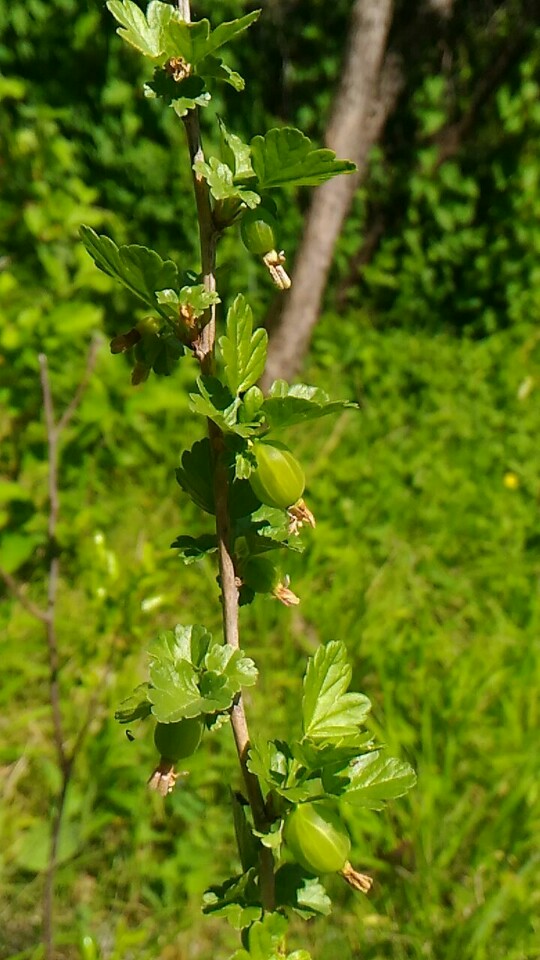 /pic/uploaded/IMG-20180501-WA0009-540x960.jpg