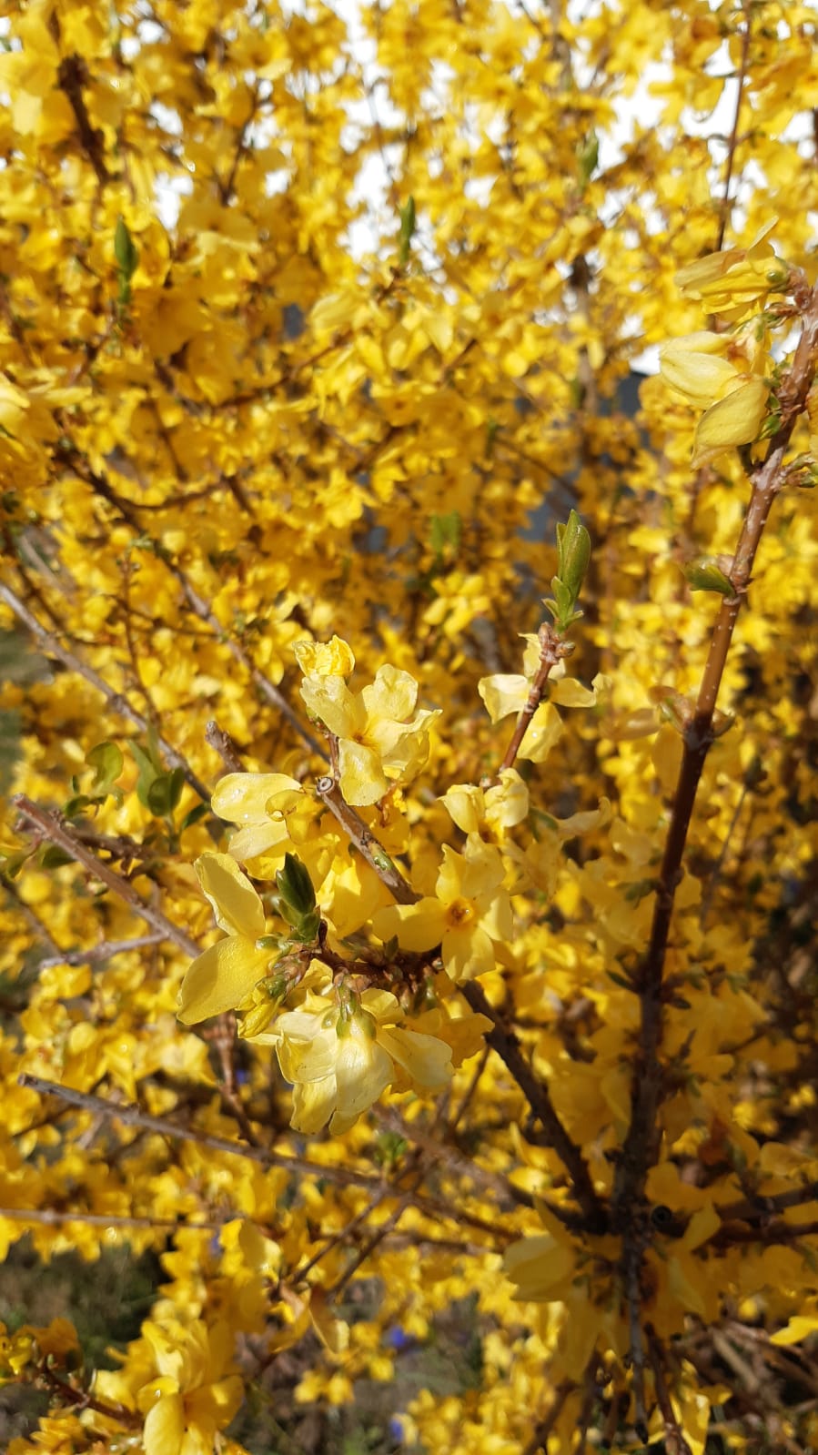 /pic/uploaded/IMG-20200331-WA0034.jpg