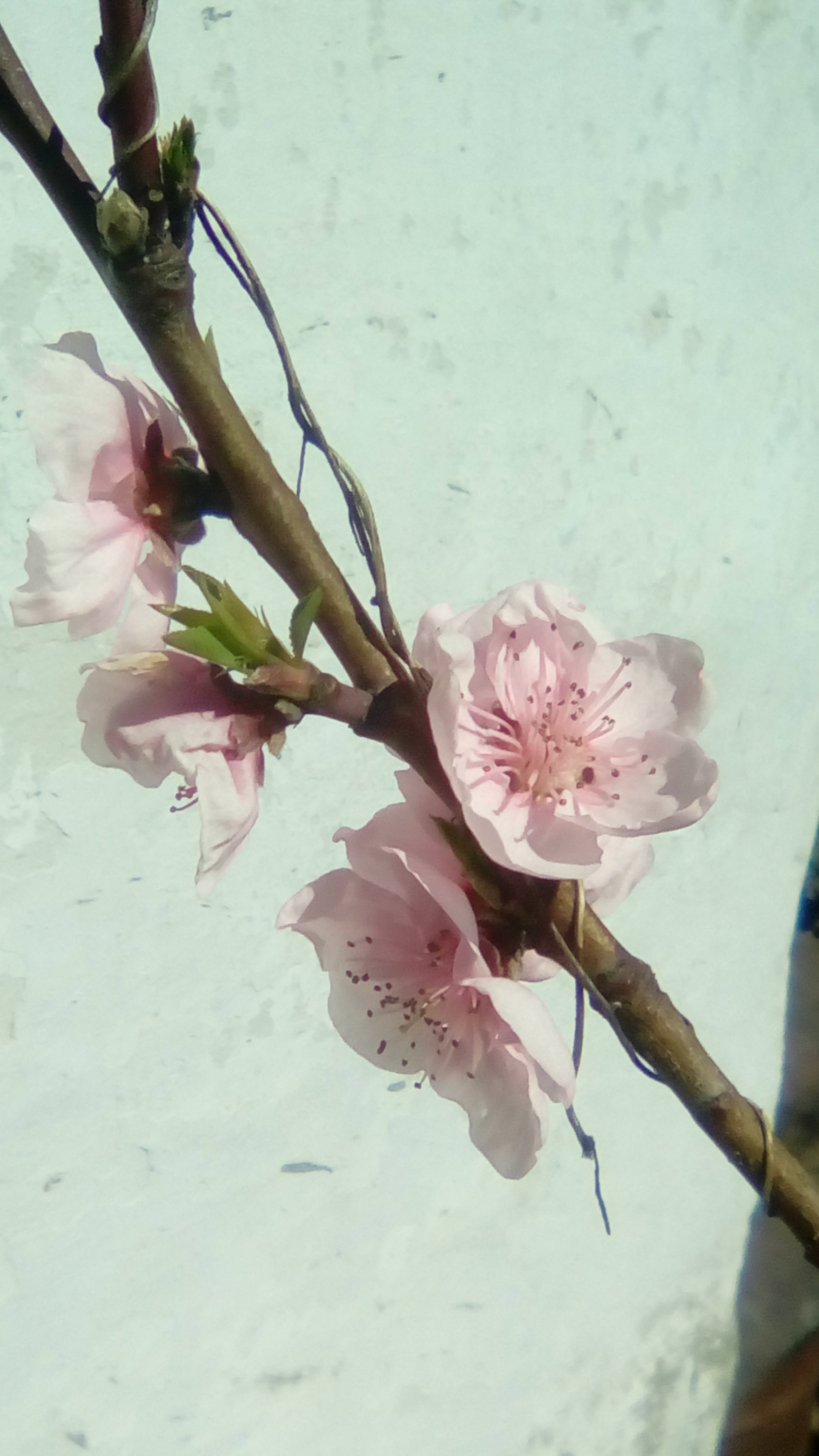/pic/uploaded/IMG_20190320_113639.jpg