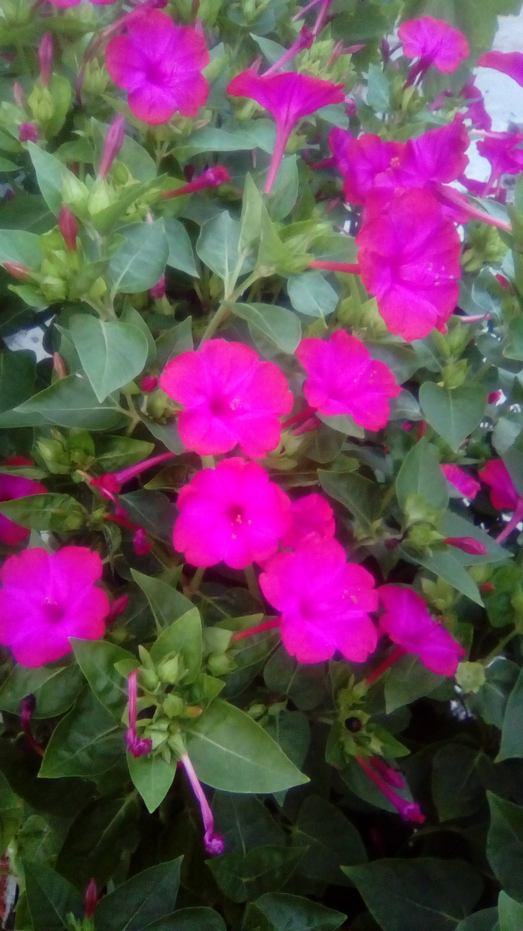 /pic/uploaded/IMG_20190719_195301.jpg