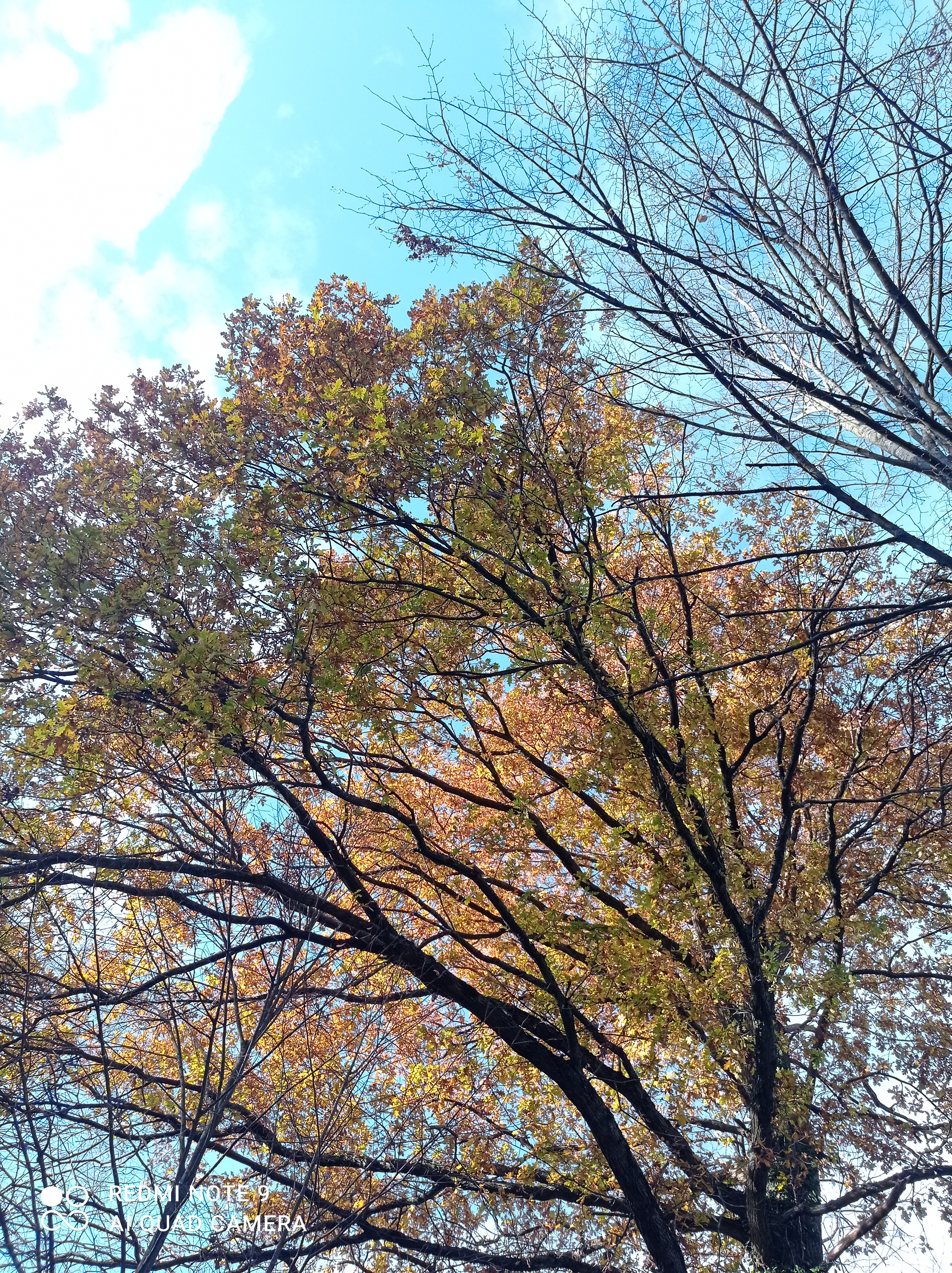 /pic/uploaded/IMG_20201206_141015.jpg