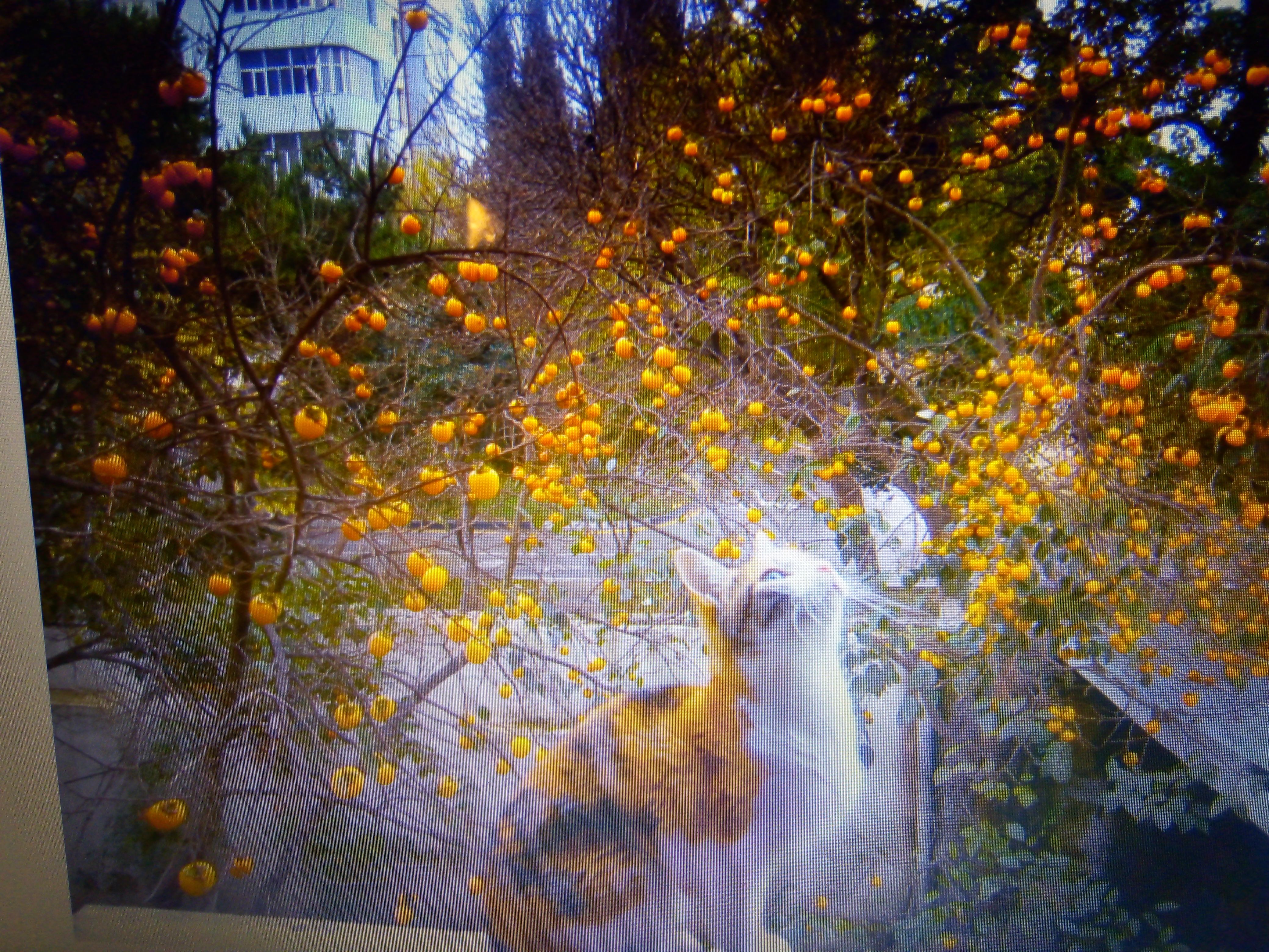 /pic/uploaded/IMG_20210127_194608.jpg