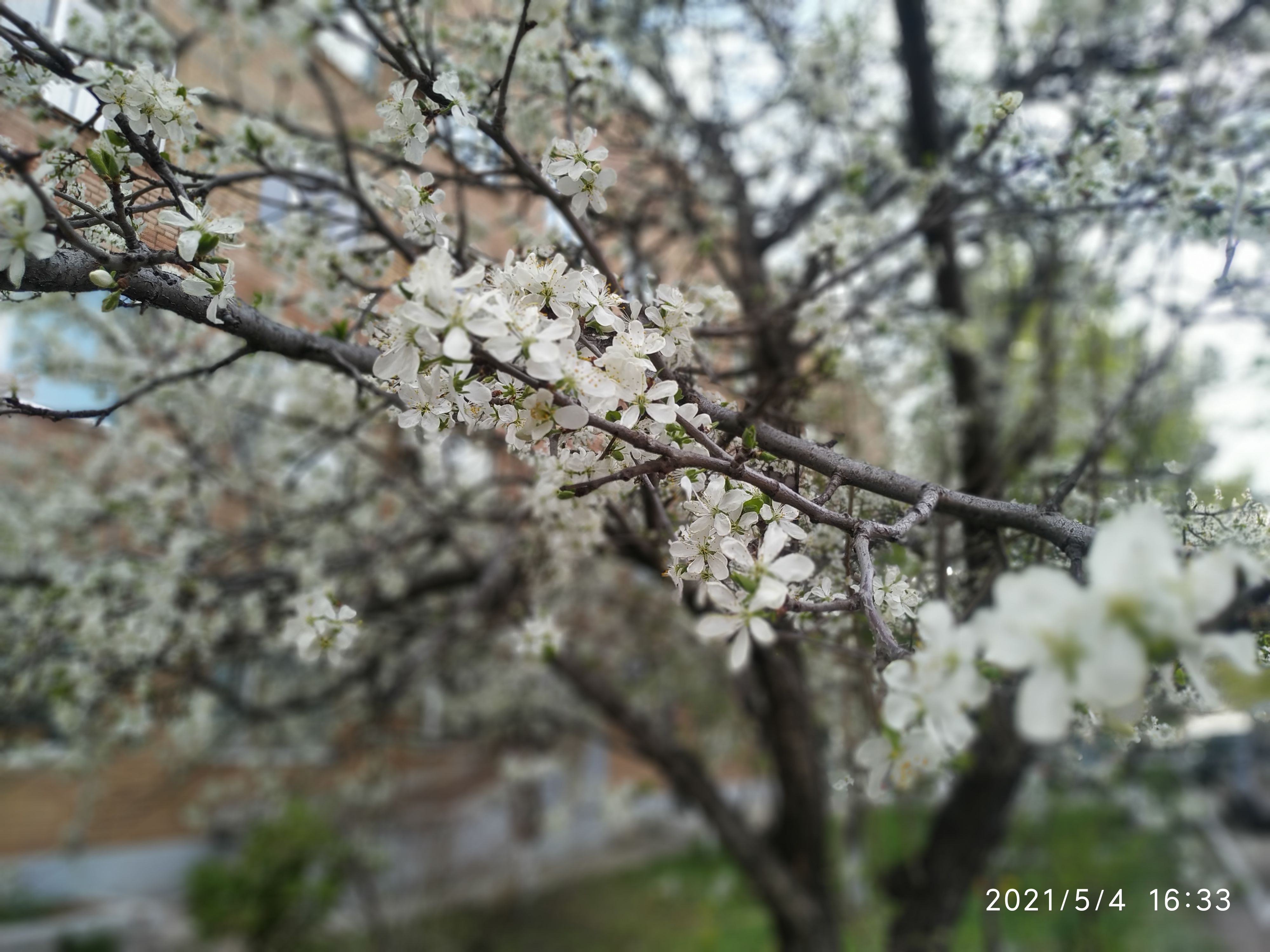 /pic/uploaded/IMG_20210504_163358.jpg