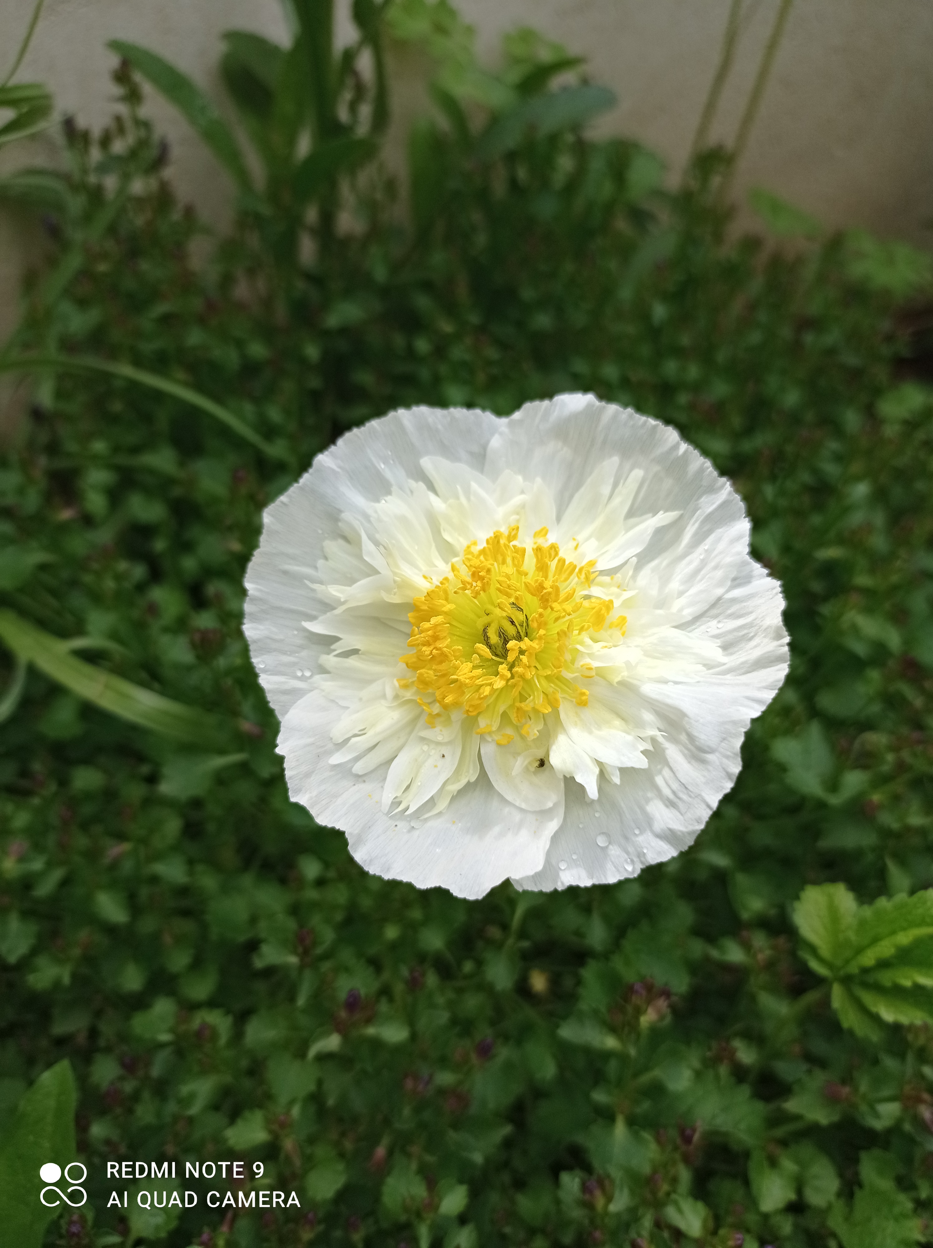 /pic/uploaded/IMG_20210518_162434.jpg