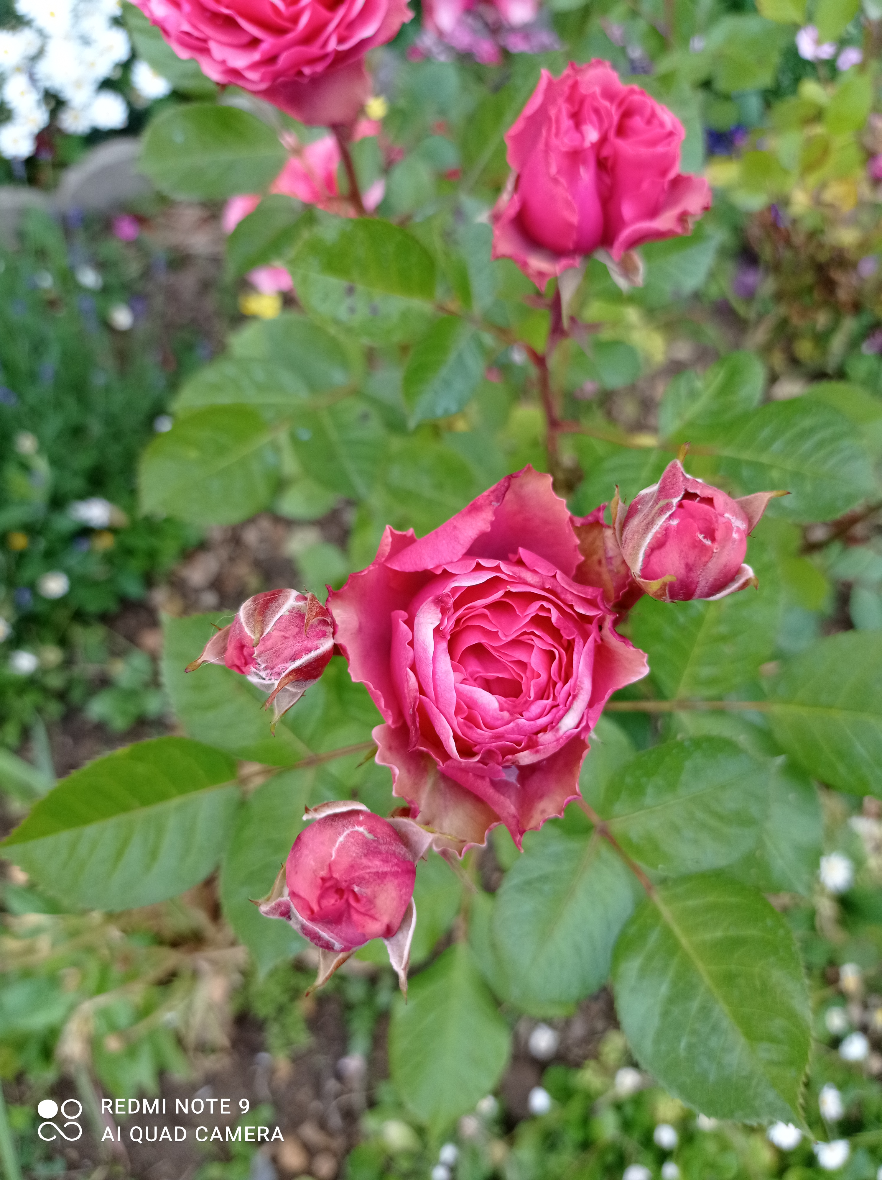 /pic/uploaded/IMG_20210603_080625.jpg