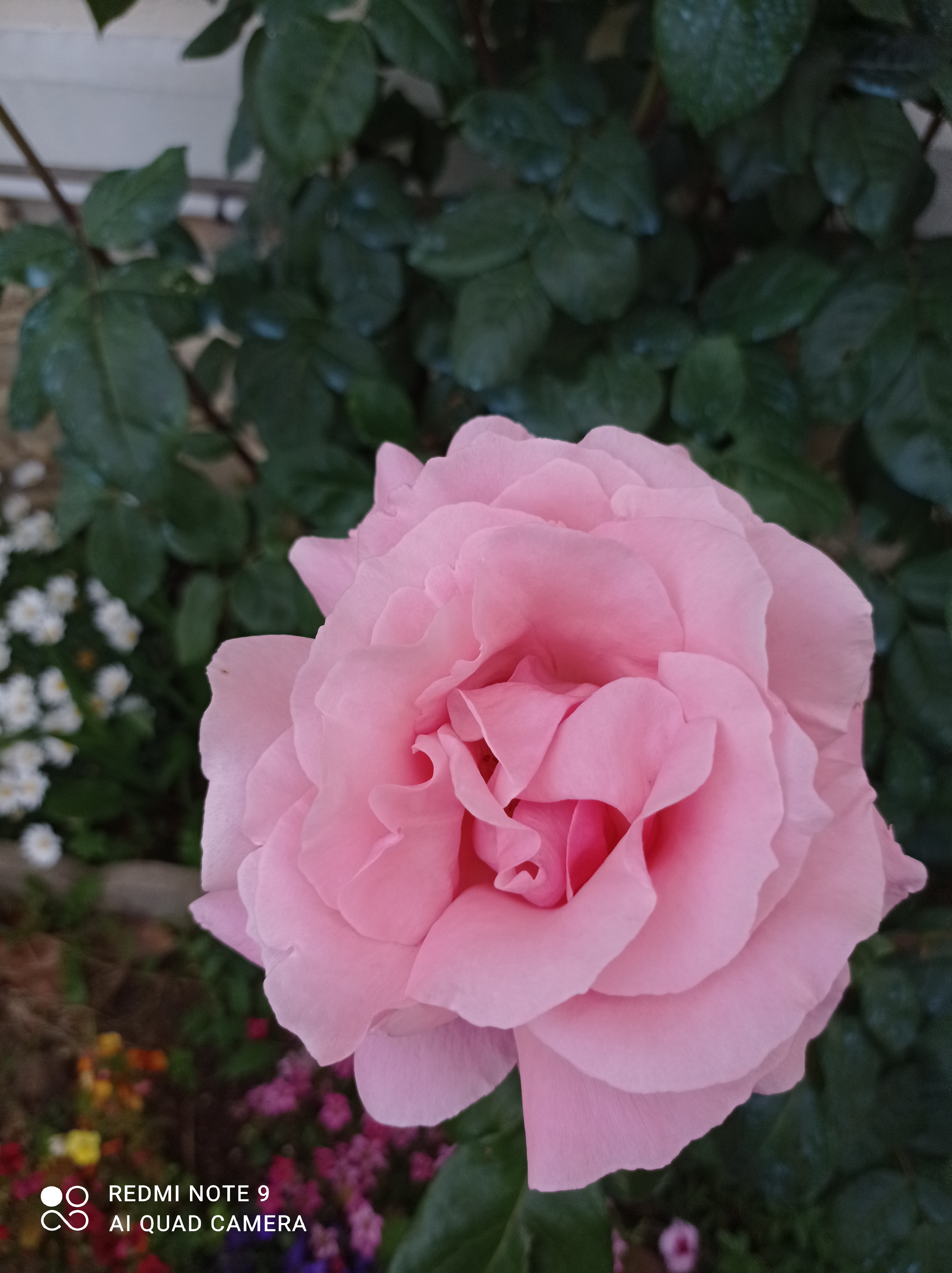 /pic/uploaded/IMG_20210603_080719.jpg