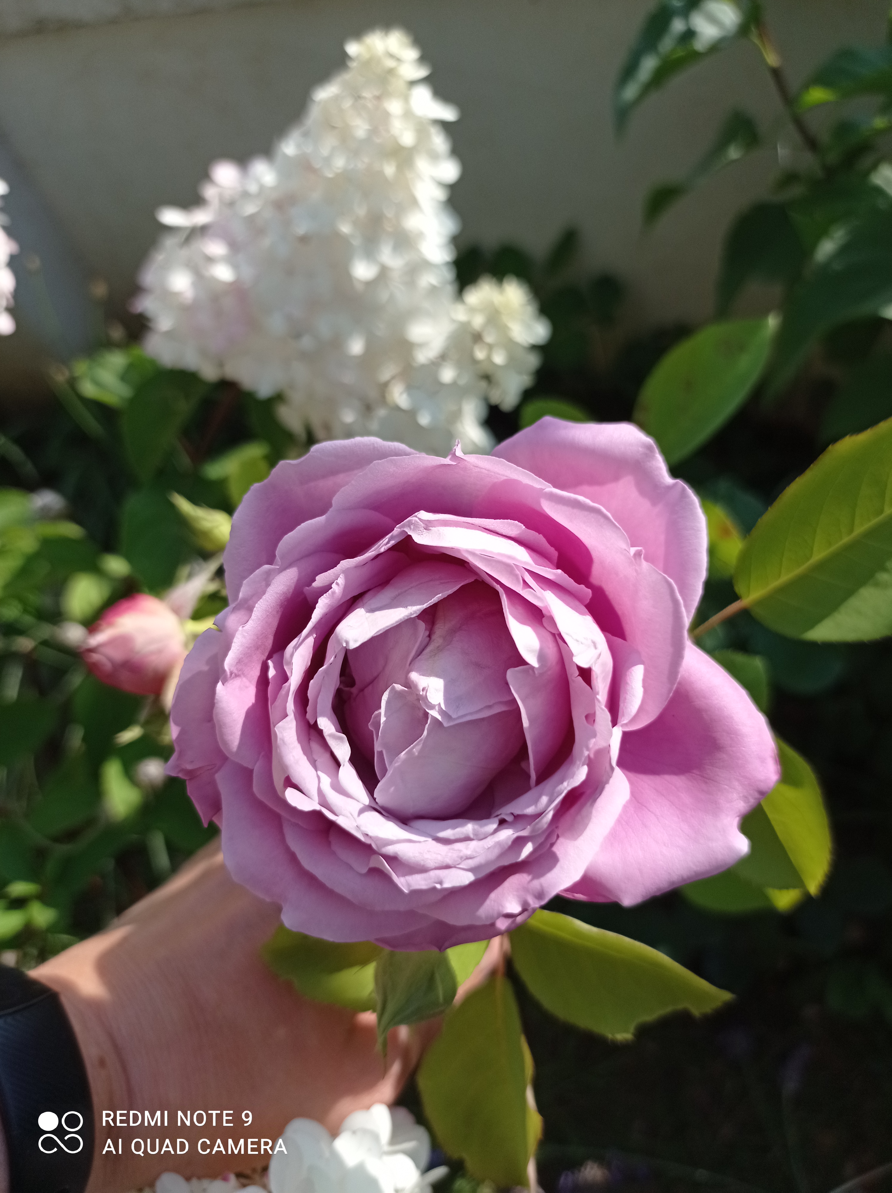 /pic/uploaded/IMG_20210717_181613.jpg