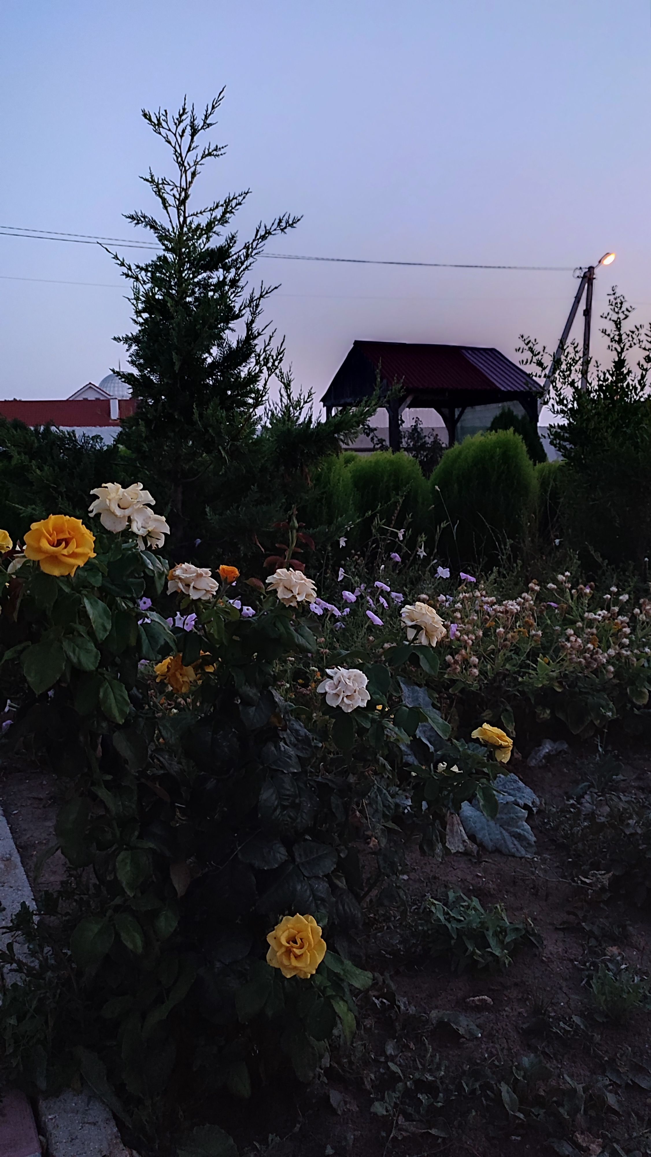 /pic/uploaded/IMG_20210829_205958.jpg
