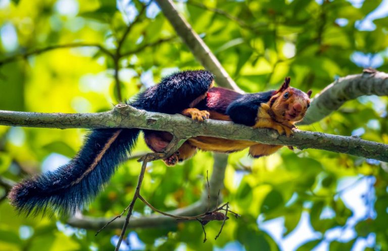 /pic/uploaded/Multicoloured-squirrel5-768x496.jpg