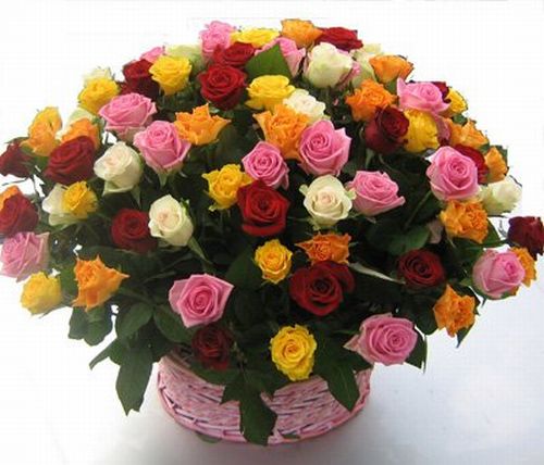 /pic/uploaded/Rose(1).jpg