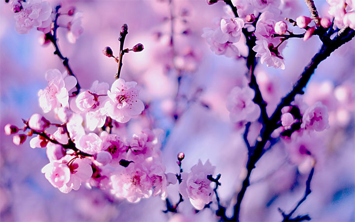 /pic/uploaded/Sakura.jpg