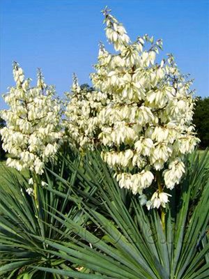 /pic/uploaded/Terrace_07_yucca-plant.jpg