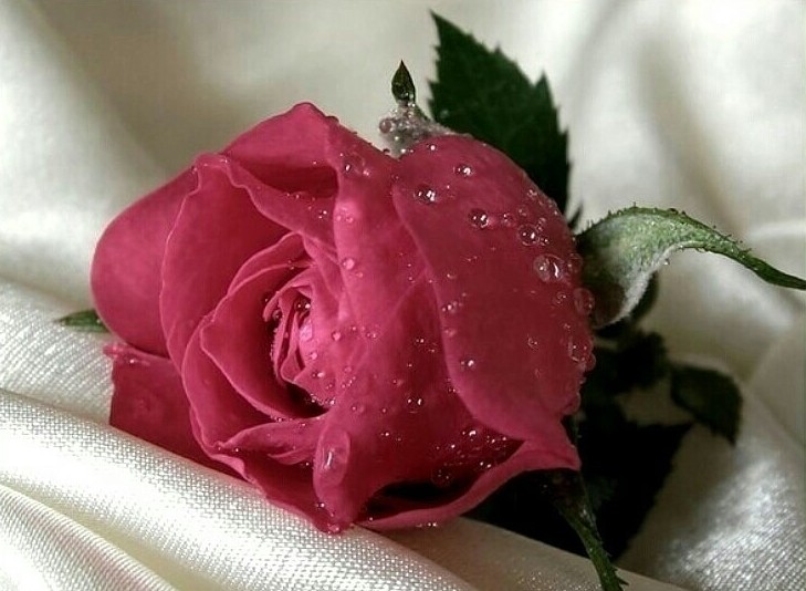 /pic/uploaded/_getImage.jpg_roza.jpg