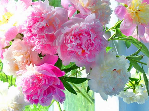 /pic/uploaded/bujori-roz-si-albi_03c4f87061f4c8.jpg
