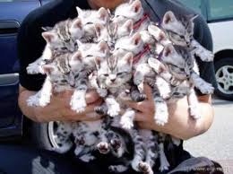 /pic/uploaded/catzchen.jpg