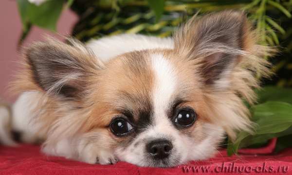 /pic/uploaded/chihuahua-shhenki.jpg
