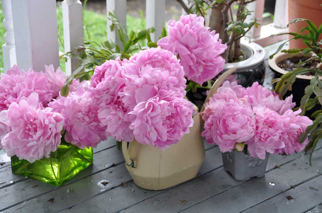 /pic/uploaded/hpeony-various.jpg