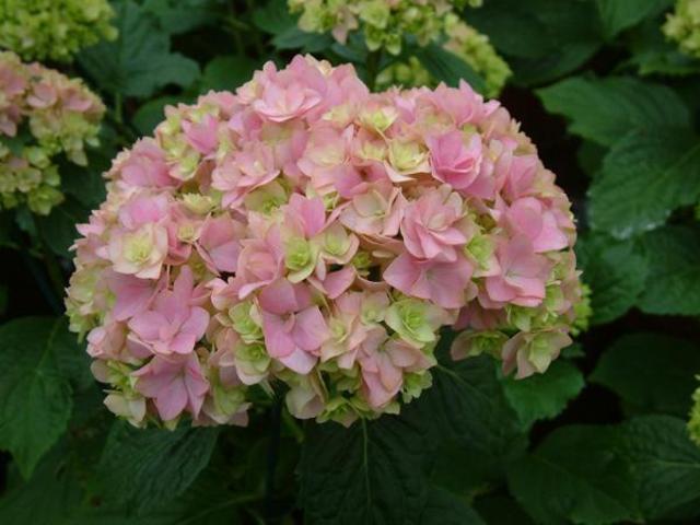 /pic/uploaded/hydrangea-macrophylla-together.jpg