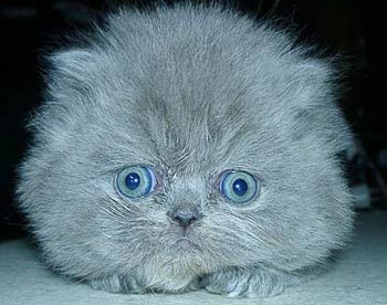 /pic/uploaded/image010.jpg