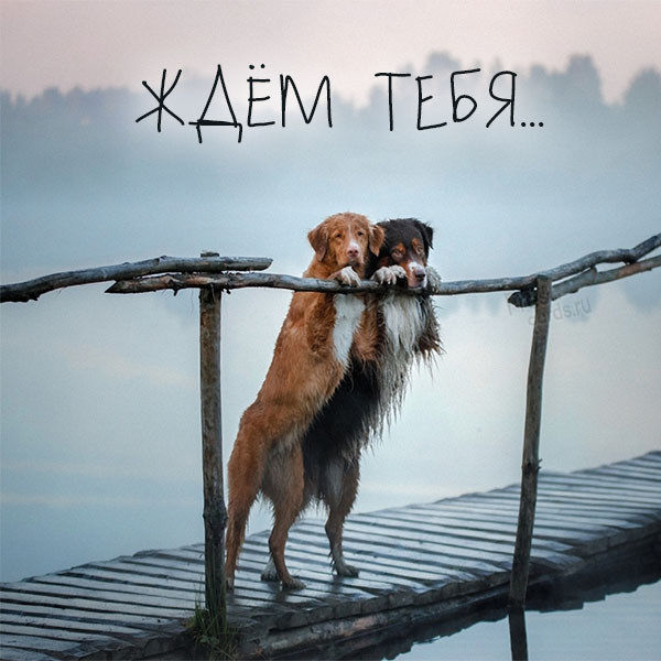 /pic/uploaded/kartinka-zhdem-tebya-prikolnaya.jpg