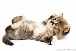 /pic/uploaded/katze.jpg