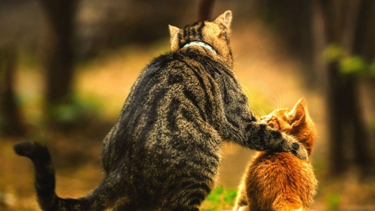 /pic/uploaded/koshka-i-kotenok3.jpg