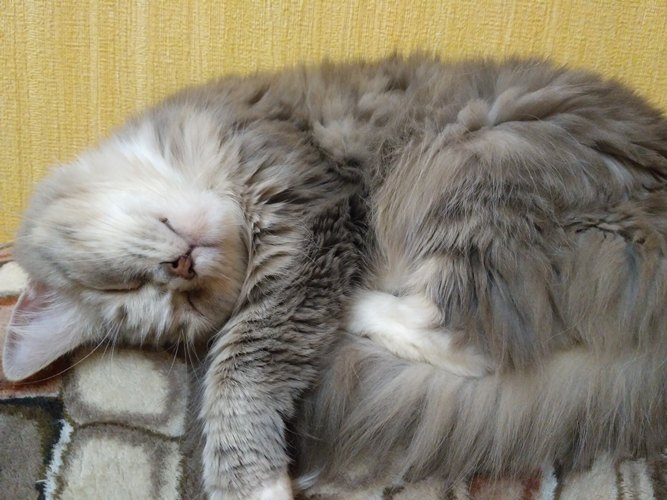 /pic/uploaded/koshka.jpg