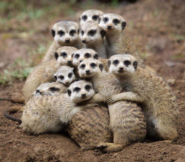/pic/uploaded/meerkats_2134301i.jpg