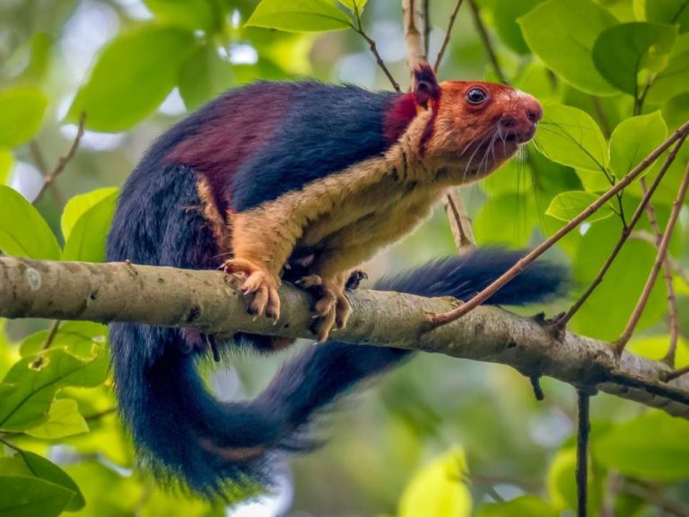 /pic/uploaded/multicoloured-squirrel-768x576.jpg