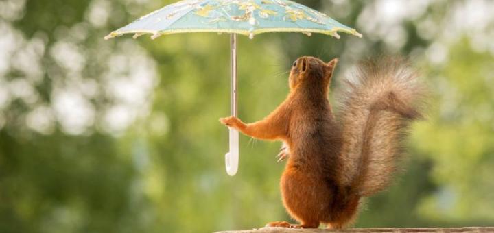 /pic/uploaded/potd-squirrel_3441915k-720x340.jpg