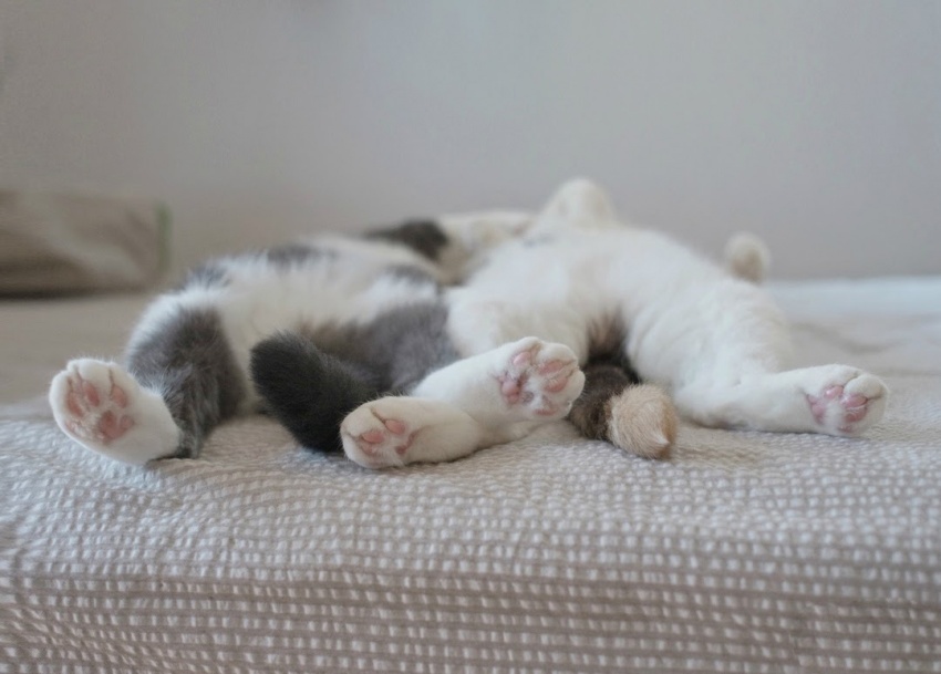/pic/uploaded/t6036060-850-1453793219-las-mejores-fotos-de-gatos-durmiendo-13.jpg