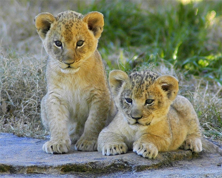 /pic/uploaded/tLvyata-lat-Panthera-leo.jpg