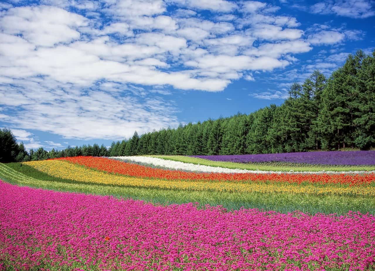 /pic/uploaded/types-of-flowers-names.jpg