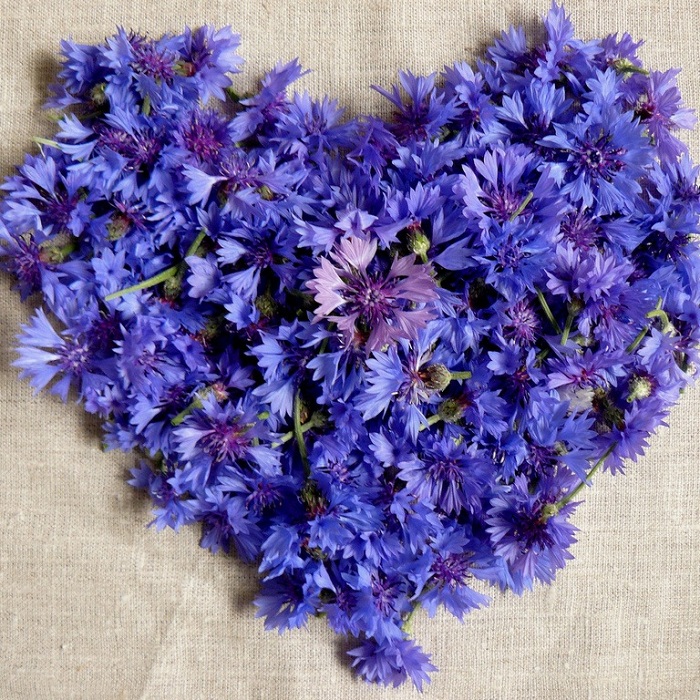 /pic/uploaded/zCentaurea1.jpg